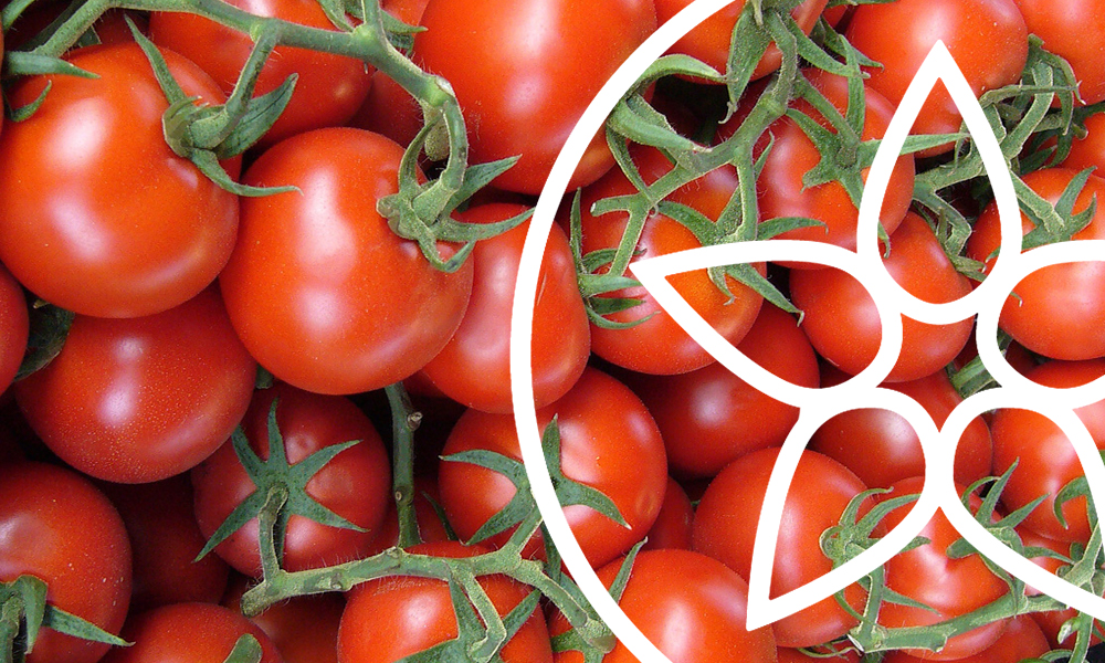 ¡Alertan de un beneficio hasta ahora desconocido del tomate!