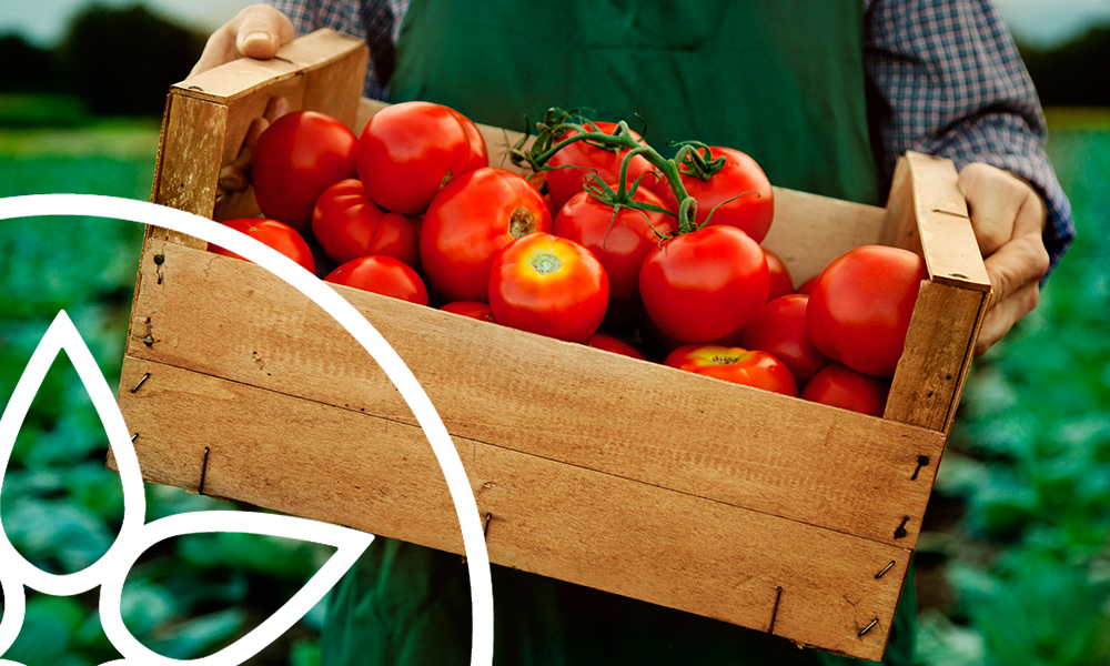 ¿De dónde se obtienen los tomates para hacer MAJAO?