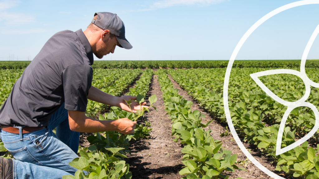 Majao y la agricultura de proximidad