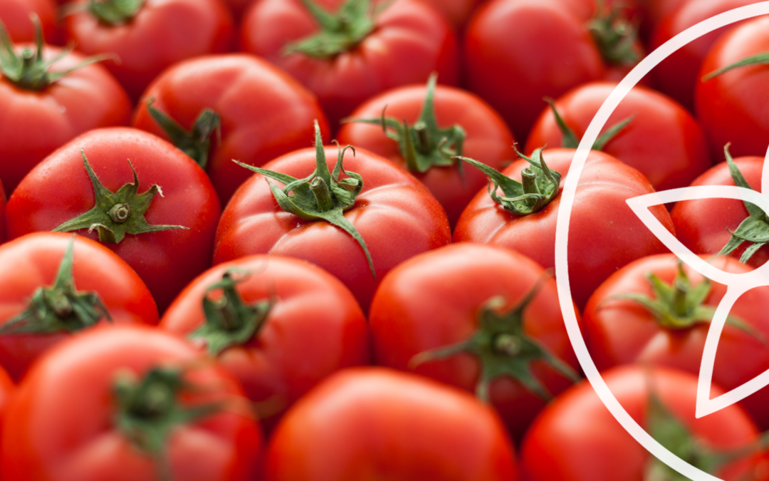 Platos con tomate ricos y perfectos para verano