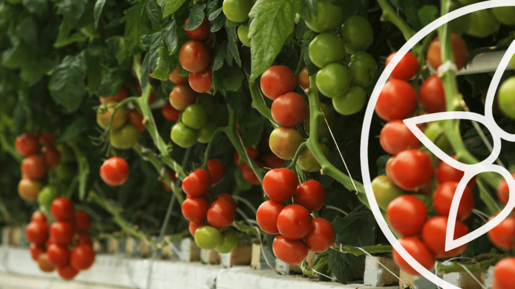 Ventajas de comer tomate