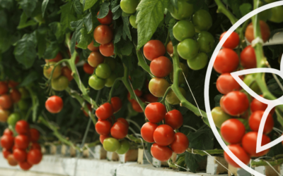 Ventajas de comer tomate